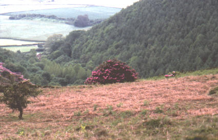 Rhododendron invasion